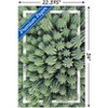 Trends International Cactus - Group Unframed Wall Poster Prints - 3 of 4