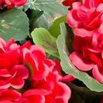 2 red flowers silk cloth