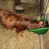 Little Giant Durable Plastic Flat Back Livestock Feed Bucket - 4 of 4