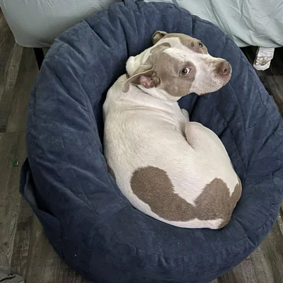 user image by Pupster, Settle In Kids' Bean Bag Chair - Pillowfort™