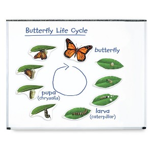 Learning Resources Giant Magnetic Butterfly Life Cycle - 1 of 4