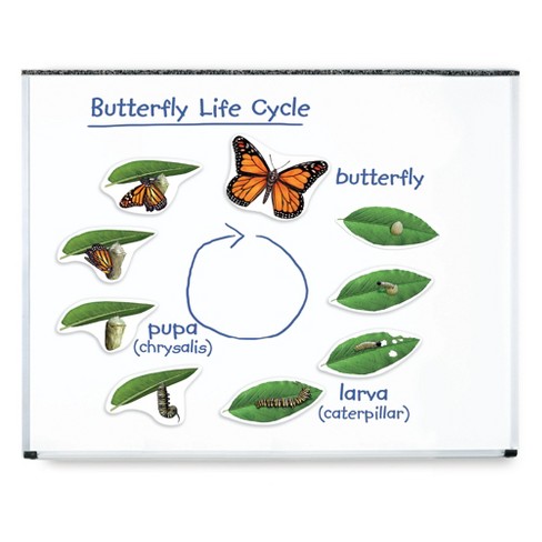 Learning Resources Giant Magnetic Butterfly Life Cycle - image 1 of 4