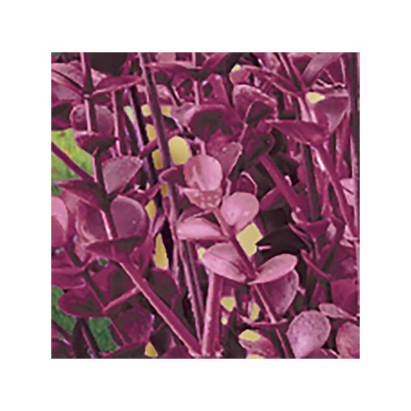 Collections Etc Barberry Bushes Set Of 3, 3 of 4