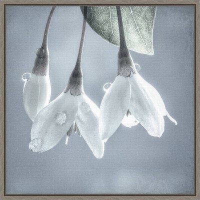 16" x 16" Japanese snowbell tree blossoms by Jaynes Gallery Danita Delimont Framed Canvas Wall Art - Amanti Art