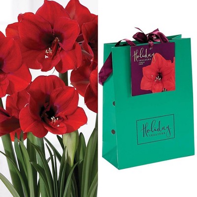 Amaryllis Ferrari Bulb in Emerald Gift Bag - Van Zyverden