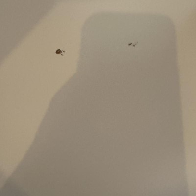 Guest review image 2 of 2, zoom in