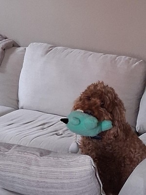 Guest review image 1 of 1, zoom in