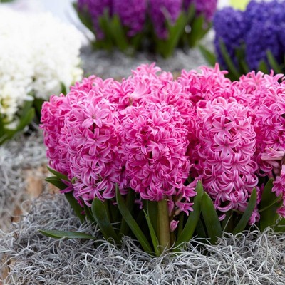 Set of 10 Hyacinths Pink Pearl Set Bulbs - Van Zyverden