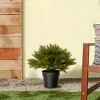 1.25' Artificial Globe Cedar Tree - National Tree Company - 2 of 3