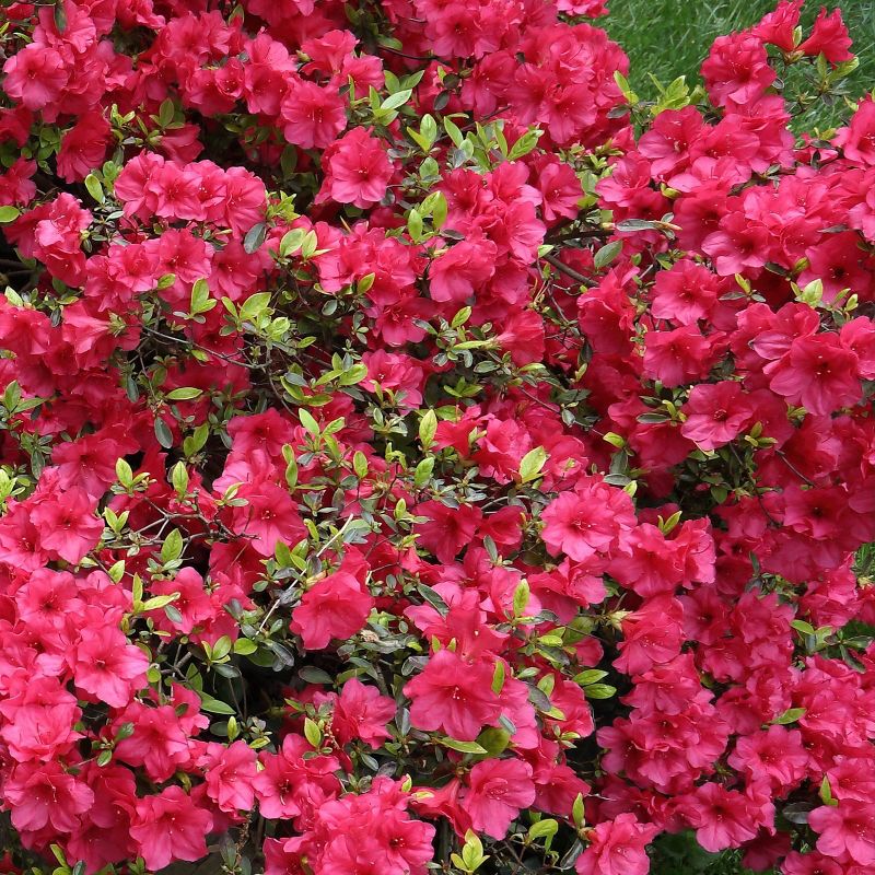 2.5qt Girard Crimson Azalea Plant with Red Blooms - National Plant Network, 4 of 6