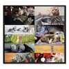 Pets Collection Monthly Desk Pad, Furry Kittens Photography, 22 x 17, White Sheets, Black Binding, 12-Month (Jan-Dec): 2025 - 4 of 4