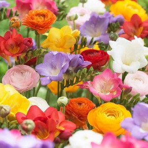 Van Zyverden Set of 25 Grand Freesia and Ranunculus Blend - 1 of 3