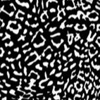 black white leopard print