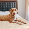 PETMAKER 60x70in Water-Resistant Dog Blanket - 2 of 4
