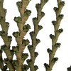 Vickerman Ladder Branches, Dried - 4 of 4