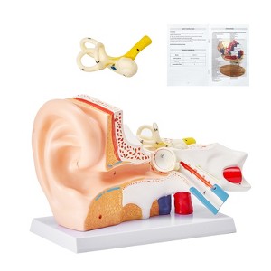 VEVOR Human Ear Anatomy Model, 3 Parts 5 Times Enlarged Human Ear Model Displaying Outer, Middle, Inner Ear with Base, Professional PVC Anatomical - 1 of 4