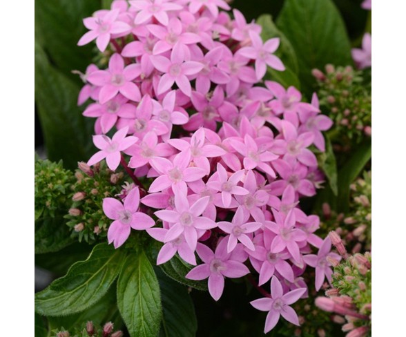 3pc Burpee Pentas Star Bright Mix - Cottage Hill