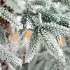 HomeStock  6ft PreLit Flocked Full Classic Fir Artificial Christmas Tree with 150 Warm White lights with Ice, X-Mas Tree - 3 of 4