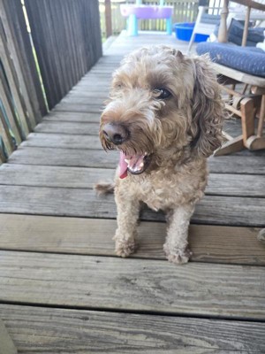 Guest review image 1 of 1, zoom in