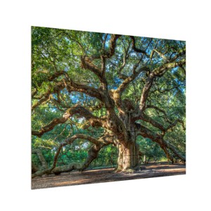 "Angel Oak Charleston" Outdoor All-Weather Wall Decor - 1 of 4