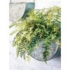 Sullivans Artificial Boston Fern Bush 16"H Green - 3 of 3
