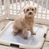 IRIS USA Square Pet Training Pad Holder - 2 of 4