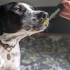 Hemp Well Thrive Oil for Dogs and Cats Everyday Health - Healthy Skin and Coat - 2 of 4