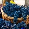 Van Zyverden Premium Grafted Bareroot Pinot Noir Grape Vine Root - 2 of 4
