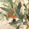 UV Resistant 6-7FT Artificial Olive Tree with White Tall Planter and Thick Trunk, Pre Potted Fake Tree for Indoor and Outdoor House Decor - 3 of 4