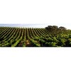Ravenswood Vintners Cabernet Sauvignon Red Wine - 750ml Bottle - 4 of 4