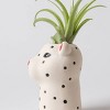 Funky Grasslands Cheetah Plant - Good Little Garden™ - 3 of 3