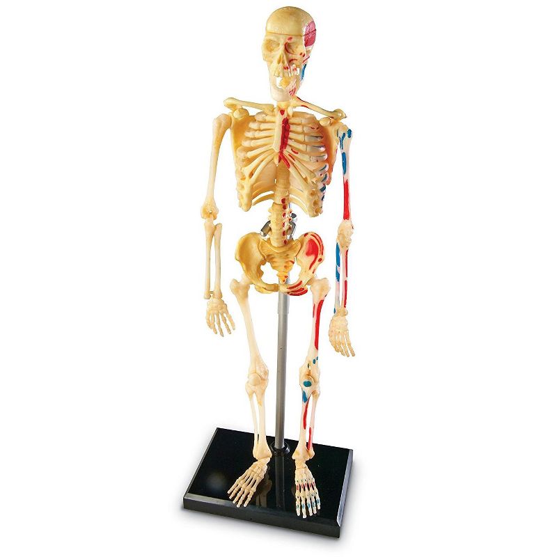 Learning Resources Skeleton Anatomy Model, Ages 8+, 3 of 6