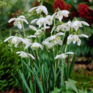 25ct Galanthus Snowdrops Bulbs - Van Zyverden - 1 of 4
