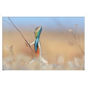 Trends International The Comedy Wildlife Photography Awards: Anup Deodhar - Rockstar Framed Wall Poster Prints - 1 of 4
