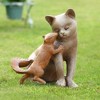 SPI Home Stealing a Kiss Garden Sculpture – 11" Romantic Metal Animal Statue for Outdoor or Patio Decor - 2 of 3