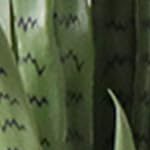 snake plant (yellow) 90cm