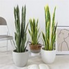 Artificial Snake Plant - Fake Snake Plant, Faux Snake Plant, Potted Artificial Plant, Tropical Fake Plants, Indoor Fake Plants - 2 of 4