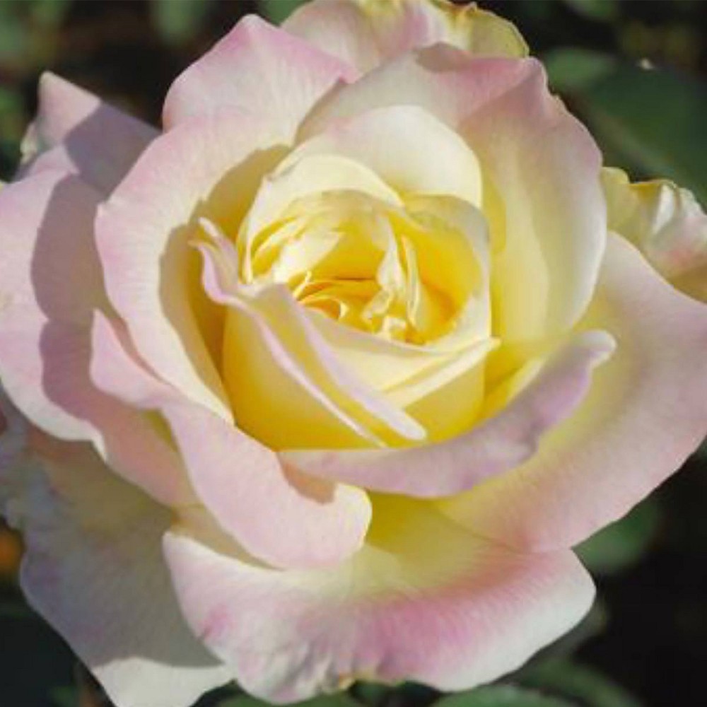 Van Zyverden Roses Garden Party Root Stock