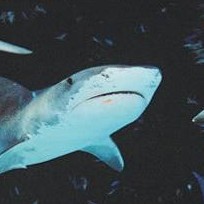 sharkies