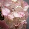 Sullivans Artificial Light Pink Hydrangea Stem 20"H - 2 of 2