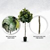 Cypress & Alabaster | Handmade 6.5' Artificial Topiary Fig Tree In Home Basics Starter Pot Made With Real Wood And Moss Accents - 2 of 4