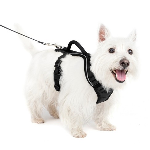 Petsafe Easysport Adjustable Dog Harness - S - Black : Target