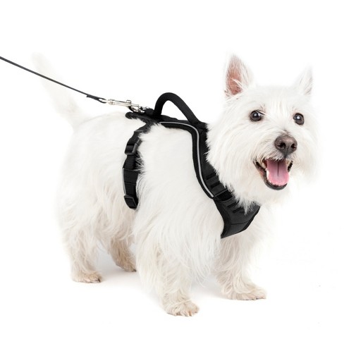 Pets at home small dog harness best sale