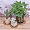 Unique Bargains Reversible Absorbent Waterproof Round Felts 4 6 8 10 Inch Plant Coasters Pad Mat 16 in 1 Set - 4 of 4