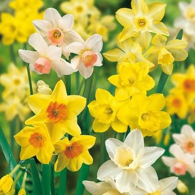 Set of 25 Daffodils Bulbs Fragrant Mixture - Van Zyverden