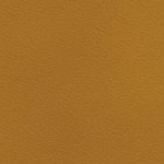 tampa bay buccaneers