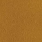 tampa bay buccaneers