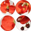 Floral Home 33.5" Orange Phalaenopsis Stem with 9 Flowers - 12-Piece - 3 of 4
