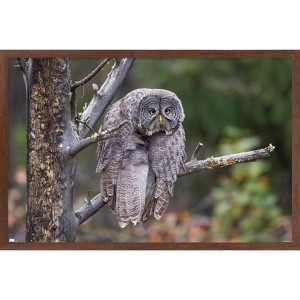 Trends International The Comedy Wildlife Photography Awards: John Blumenkamp - Monday Blahs Framed Wall Poster Prints - 1 of 4