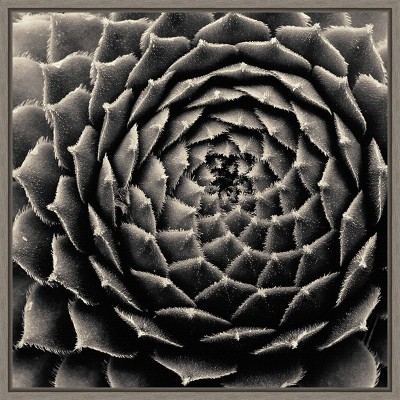 16" x 16" Succulent by Gary Horsfall Framed Canvas Wall Art - Amanti Art